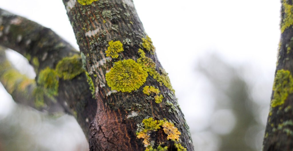 How to identify signs of disease in trees and take proper action early