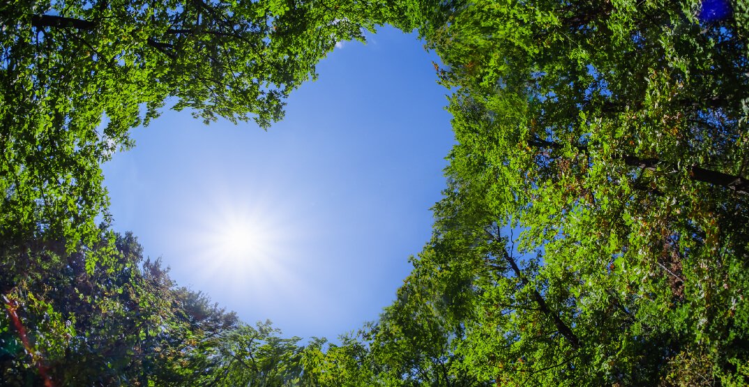 Tree maintenance resolutions for improving landscape health in 2023