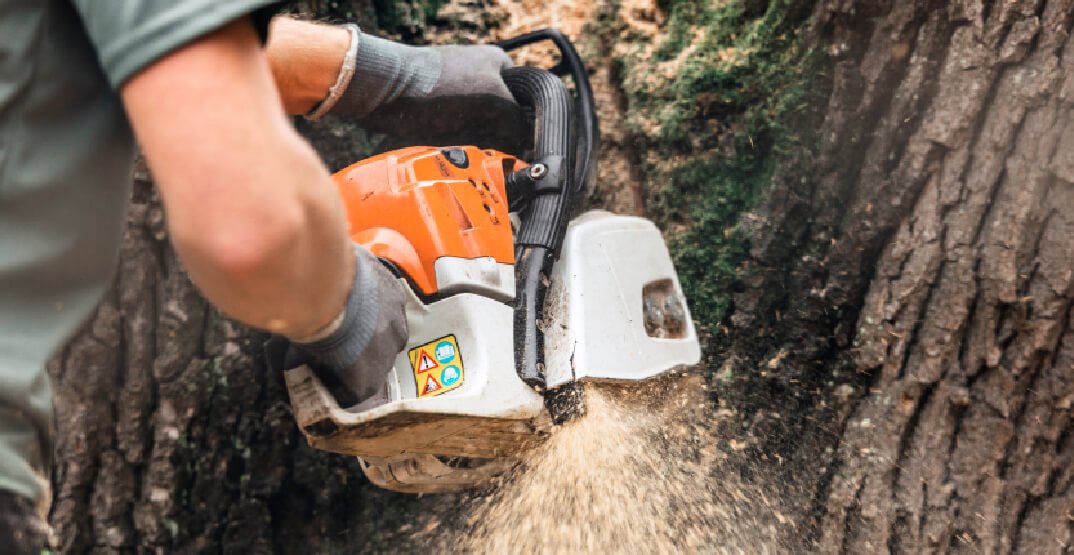 Important factors to consider before hiring a professional tree company