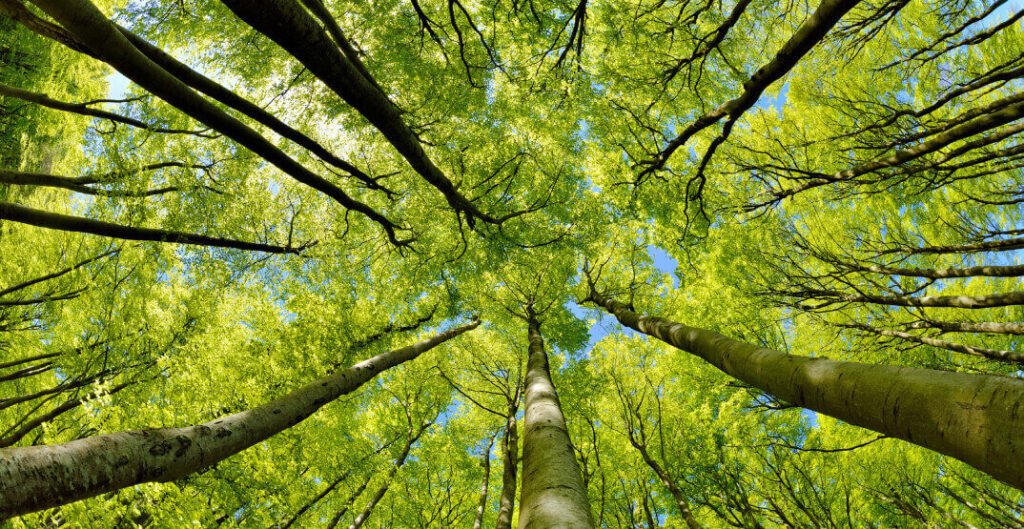 Springtime tree care tips for promoting healthy growth and strong roots