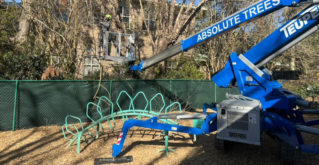 Professional arborist services ensuring tree safety and health benefits