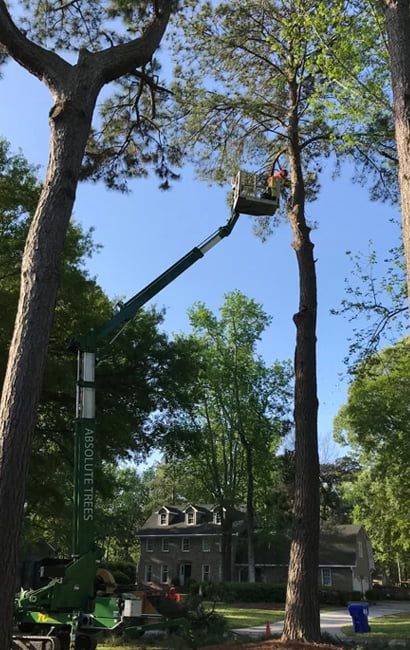 Tree trimming project enhancing tree health and structural integrity