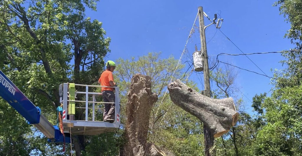 Signs of tree disease indicating need for removal or professional care