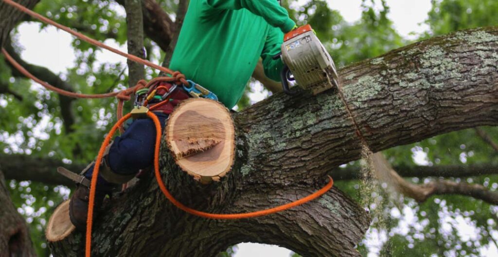 Tree storm preparation and cleanup tips for South Carolina homeowners
