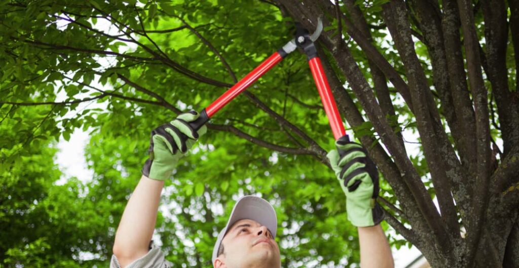 Benefits of regular tree trimming for healthier and safer landscapes