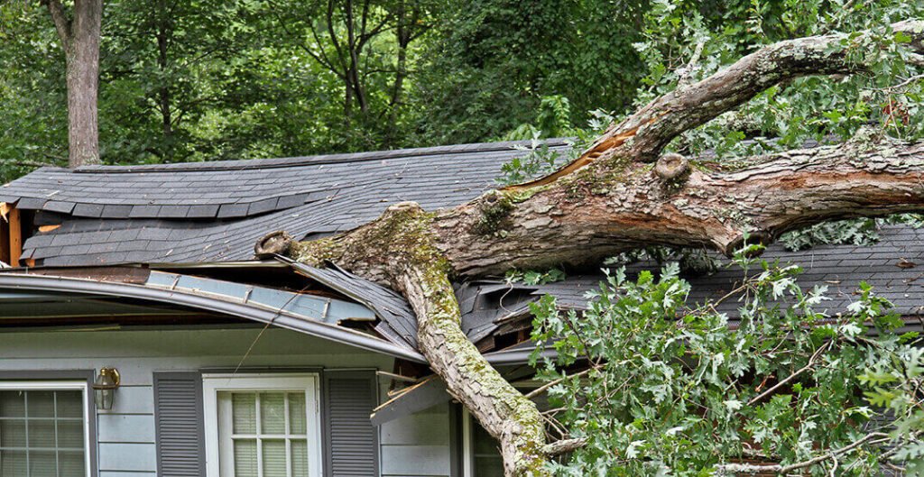 Storm damage cleanup and identifying trees that need professional care