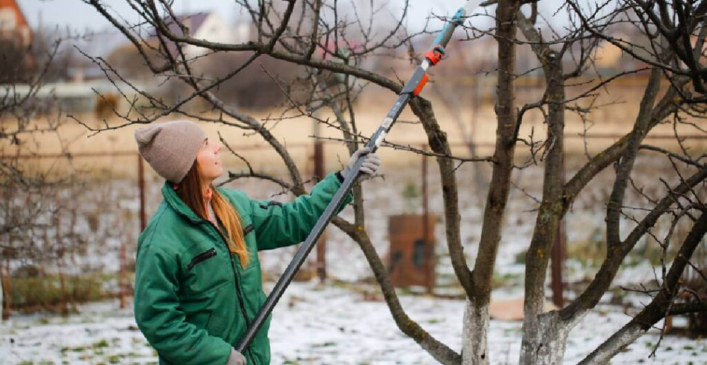 Winter tree care tips to protect trees during cold season in Mount Pleasant SC